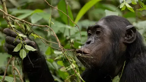 Apes Drinking the Equivalent of One Lager Per Day from Fermented Fruits, Research Reveals